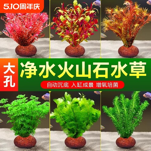 火山石水草净化水质|千人加购