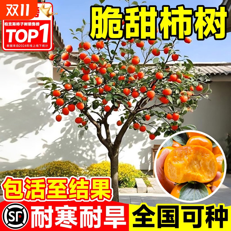 太秋脆甜柿子树苗耐寒大树