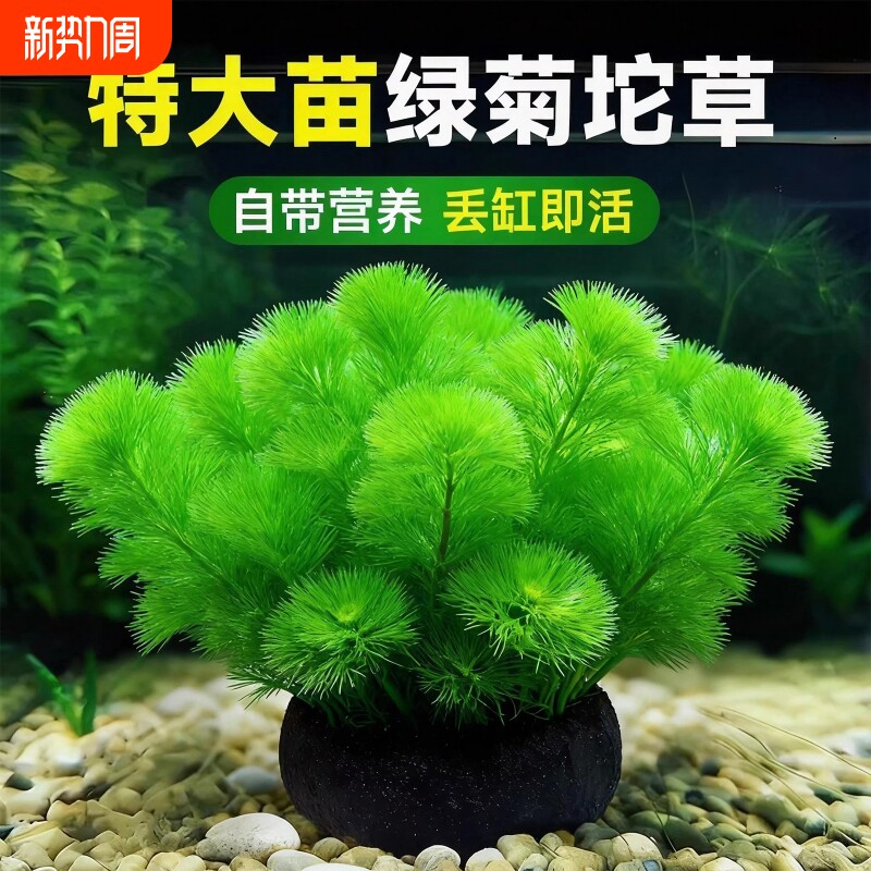 绿菊坨草水草植物鱼缸造景装饰阴性蜈蚣草增氧绿植沉底小水草生态