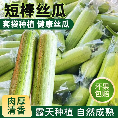 现摘新鲜短棒肉丝瓜农家自种蔬菜牛奶丝瓜胖丝瓜应季新鲜蔬菜整箱
