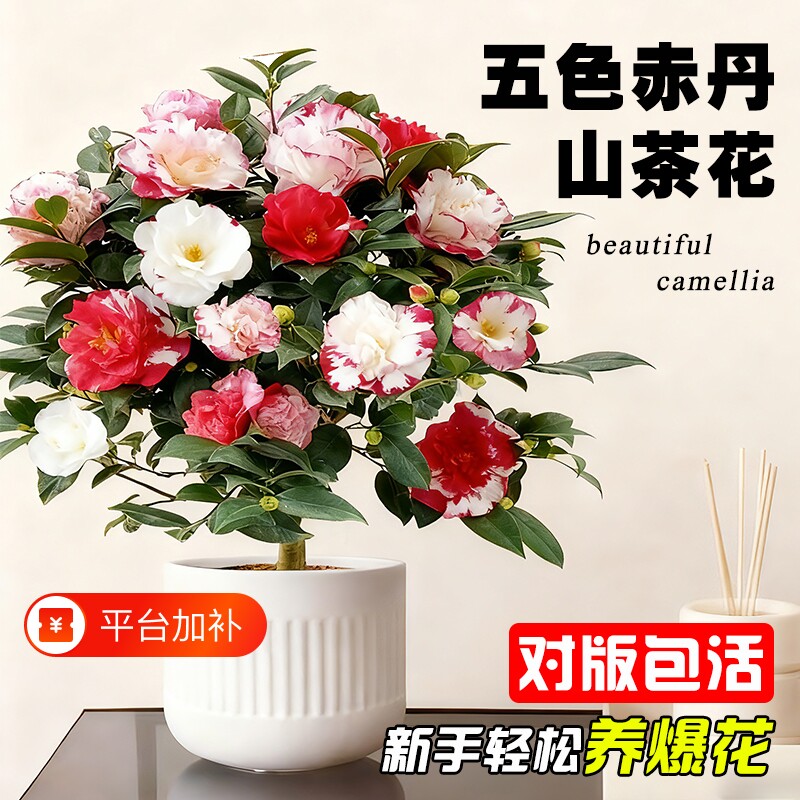 山茶花盆栽五色赤丹树苗四季好养室内阳台花卉绿植物开花客厅室外