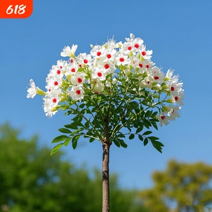 浓香型文冠花树苗盆栽阳台庭院花卉四季好养多年生植物小苗花园