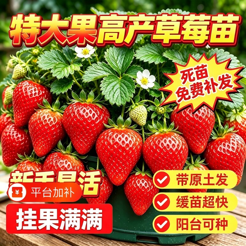 奶油草莓苗盆栽带花带果带土种籽子红颜四季结果阳台种植新苗苗秧