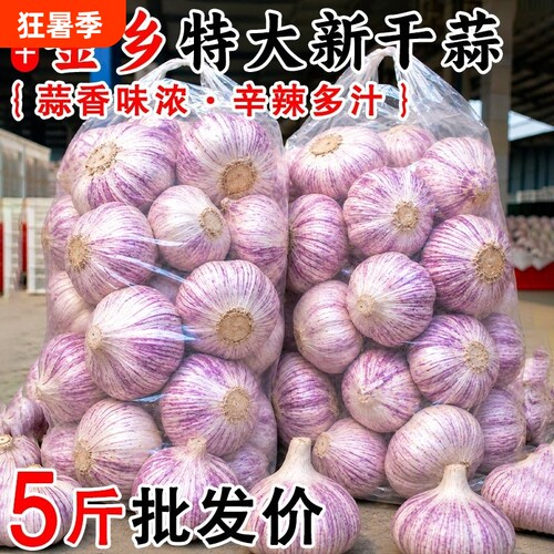 精选山东紫白皮大蒜头新干蒜大果