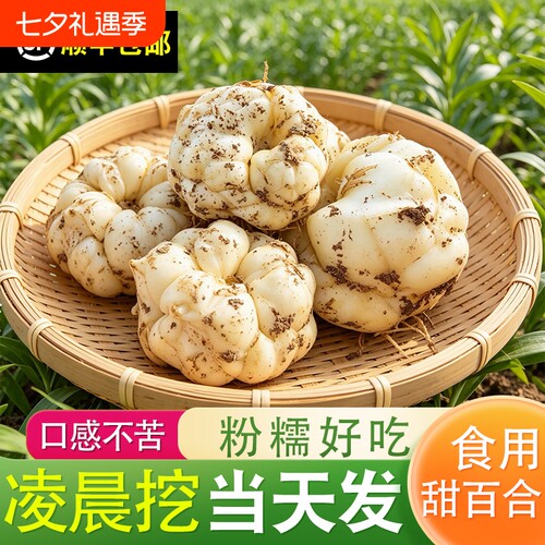 【顺丰冷链】新鲜菜百合诚信百合现挖甜百合农家鲜食用龙牙百合
