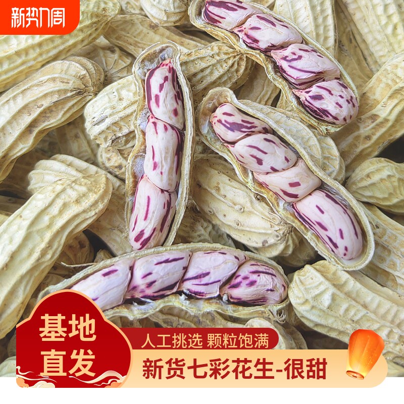 2025新货七彩花生云南普洱晒干五彩花生七彩花生米原味带壳花生