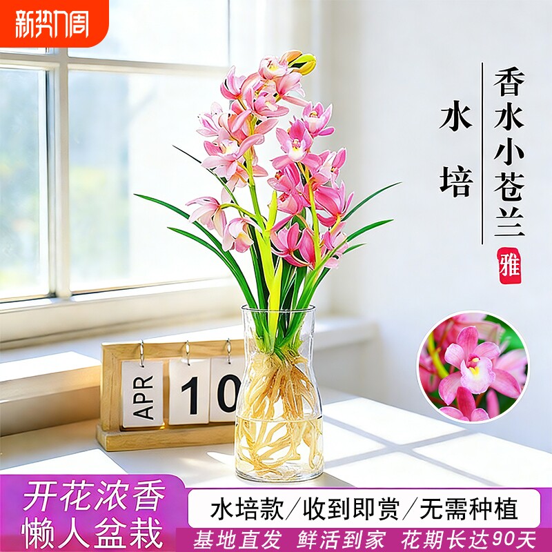 水培香水兰花苗粉桃四季好养冬带花室内花卉绿植盆栽开花客厅名贵
