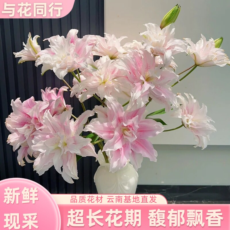 伊莎贝拉重瓣百合鲜切花图片