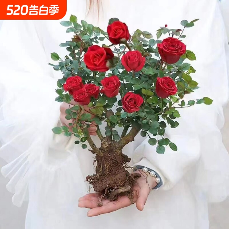 大花玫瑰花苗老桩浓香型好养活花卉盆栽阳台庭院耐寒四季循环开花
