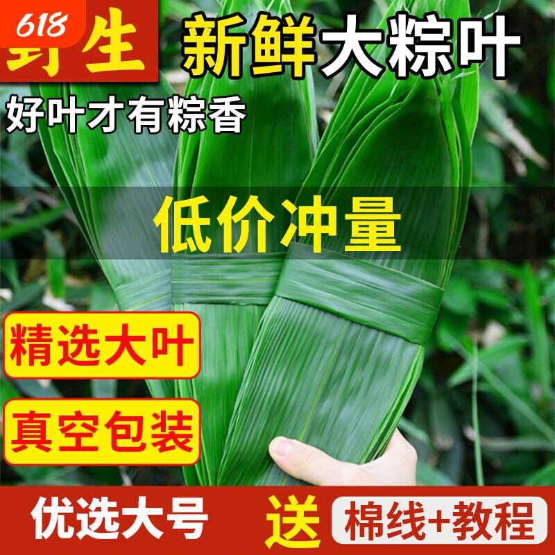 粽叶新鲜粽子叶包粽子专用大粽叶天然野生现摘箬叶真空装粽叶批发