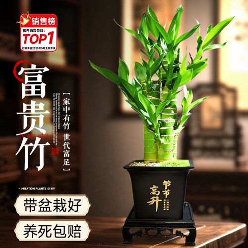 富贵竹盆栽植物室内净化空气绿植荷花竹办公室桌面四季好养小盆栽