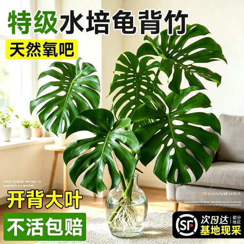 龟背竹水培老桩大叶桌面水养绿植物高级感客厅四季好养易活除甲醛