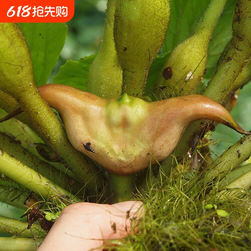 2026年新鲜菱角老菱角洪湖现摘