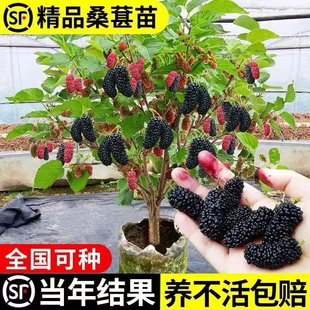 桑葚树苗果树果苗嫁接庭院地栽南北方种植大叶桑树果苗当年结果