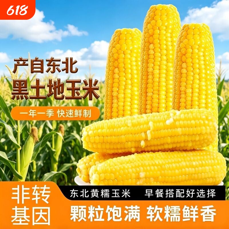 黑土东北黏糯玉米一年一季非转基因粗粮大棒10支早餐玉米黄糯真空