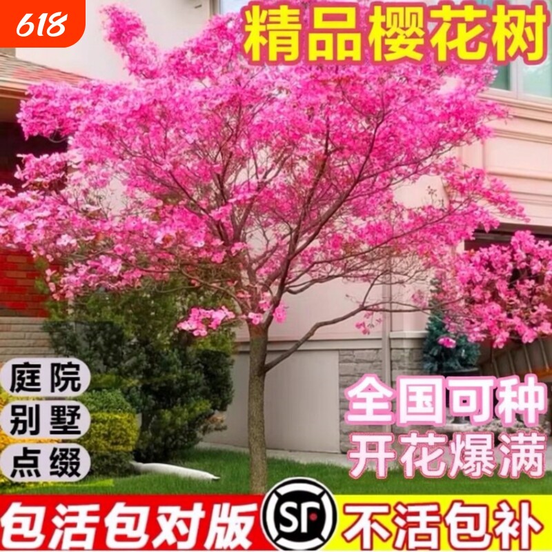 樱花树苗庭院大树日本晚樱南北方种植花卉盆栽风景树关山吉野带花