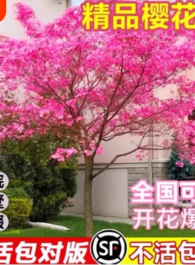 樱花树苗庭院大树日本晚樱南北方种植花卉盆栽风景树关山吉野带花
