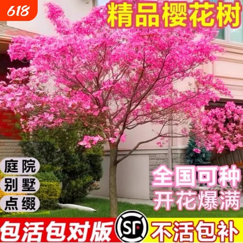 樱花树苗庭院大树日本晚樱南北方种植花卉盆栽风景树关山吉野带花