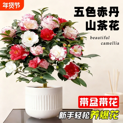 带花苞山茶花盆栽五色赤丹树苗四季好养大花浓香室内阳台绿植花卉