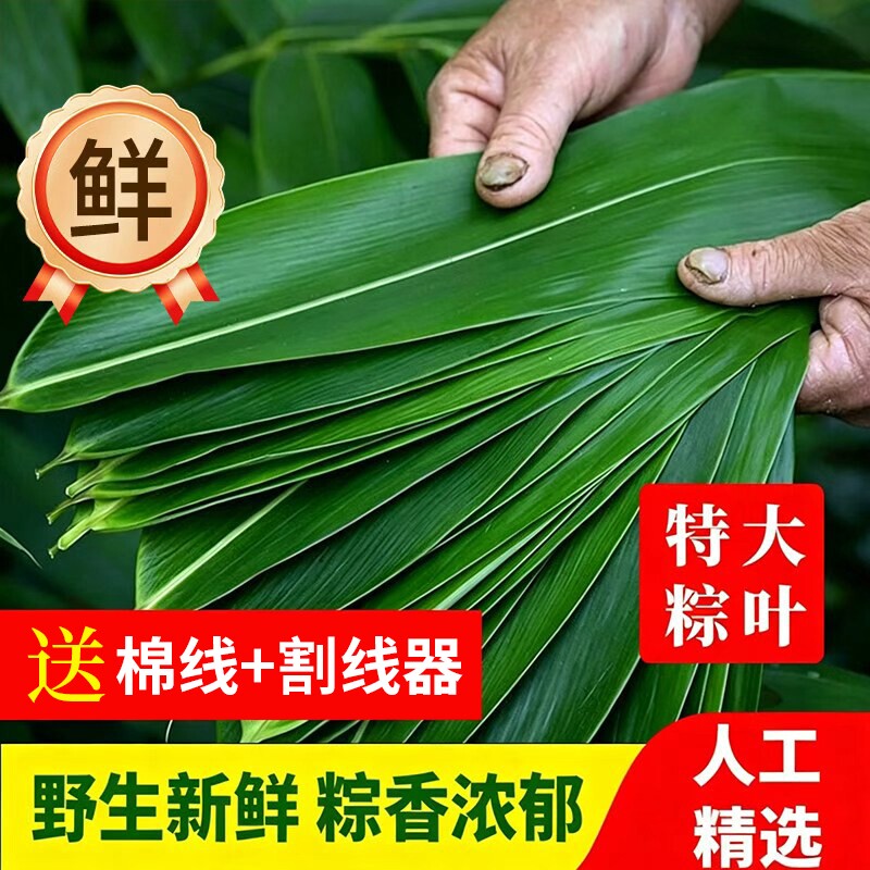 端午节包粽子专用粽叶粽子叶新鲜特大号鲜棕叶粽叶官方旗舰店批发