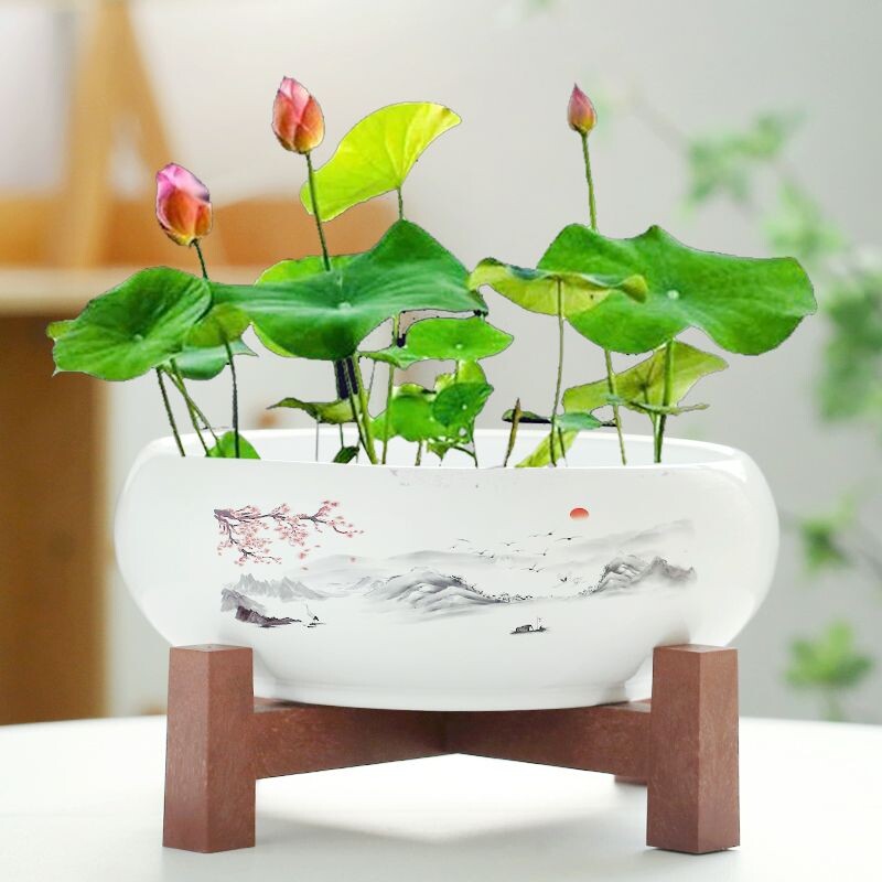 水仙花盆陶瓷铜钱草水培睡莲碗莲金钱草专用盆缸无孔大莲花植物
