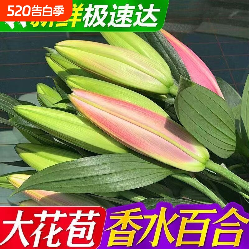 云南斗南基地现采直发香水多头百合鲜花客厅花瓶插花新年氛围装饰