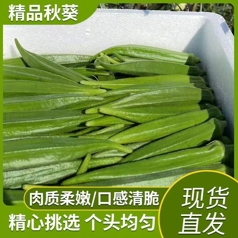 新鲜秋葵现摘现发秋葵新鲜蔬菜秋葵鲜嫩黄秋葵净重现摘现发秋葵