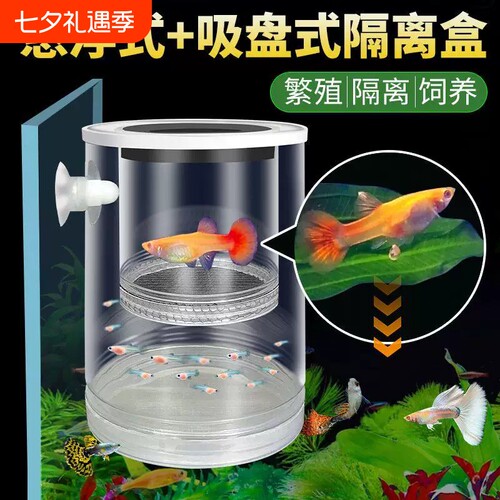 【养鱼必备】悬浮式孔雀鱼隔离盒