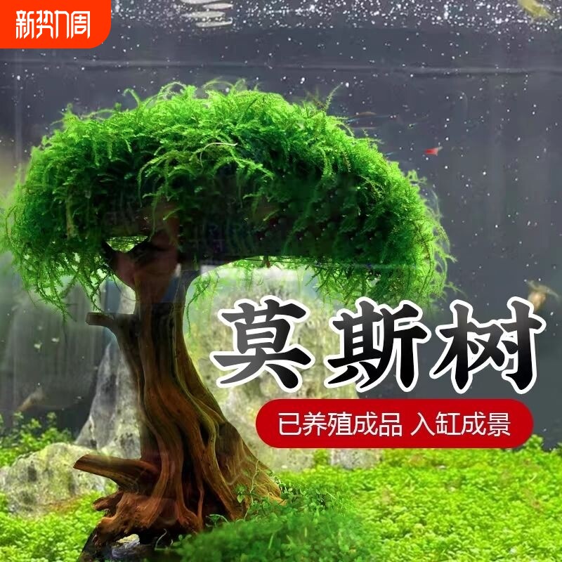 莫斯树沉木水草懒人鱼缸造景树底沙大蘑菇头水草造景增氧水质景观