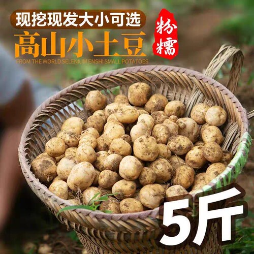 新鲜现挖恩施小土豆黄皮黄心应季迷你蔬菜洋芋软糯产地直发