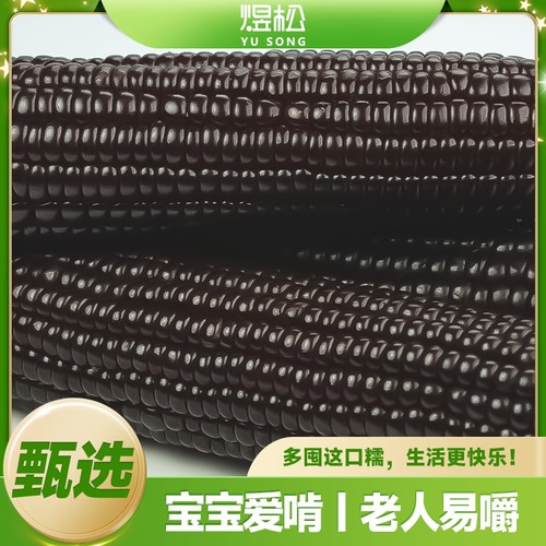 煜松2025东北黑糯玉米真空装新鲜玉米甜糯黑玉米苞米黏玉米10根