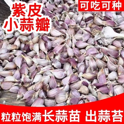 25年紫皮蒜瓣寒蒜川蒜蒜苗蒜苔独头蒜二水早红根香蒜硬叶大蒜种植