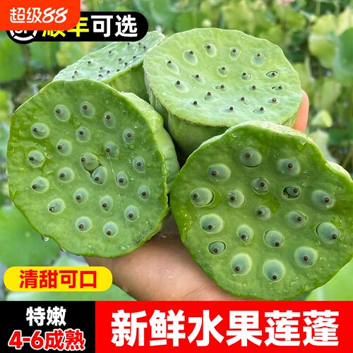 新鲜水果莲蓬！现摘生吃甜嫩莲子