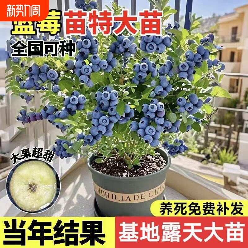 蓝莓树果苗盆栽蓝梅树苗带大果草莓室内耐寒南北方车厘子四季结果