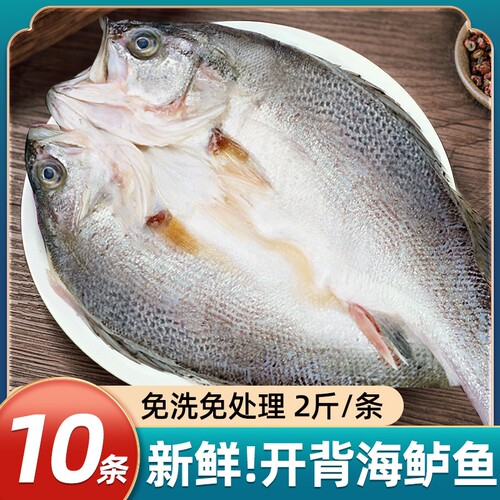 海鲈鱼开背新鲜冷冻深海七星鲈鱼鲜活海卢鱼水产烤鱼半成品商用