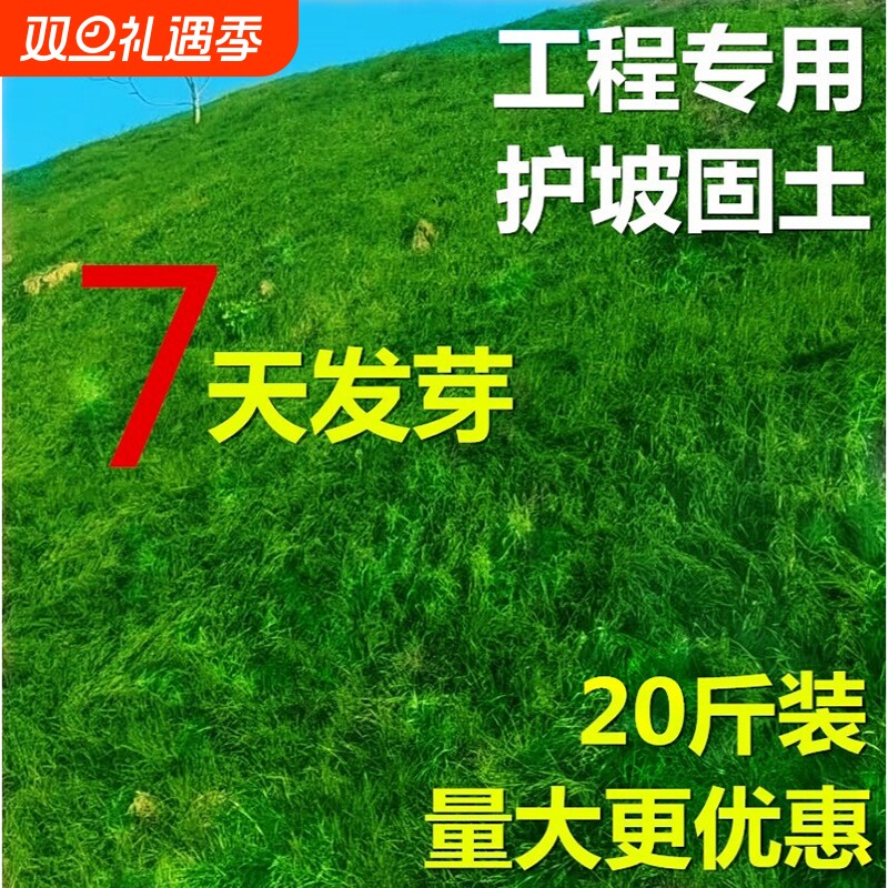 四季常青护坡固土耐寒绿化草坪草籽高羊茅黑麦草籽狗牙根草种子