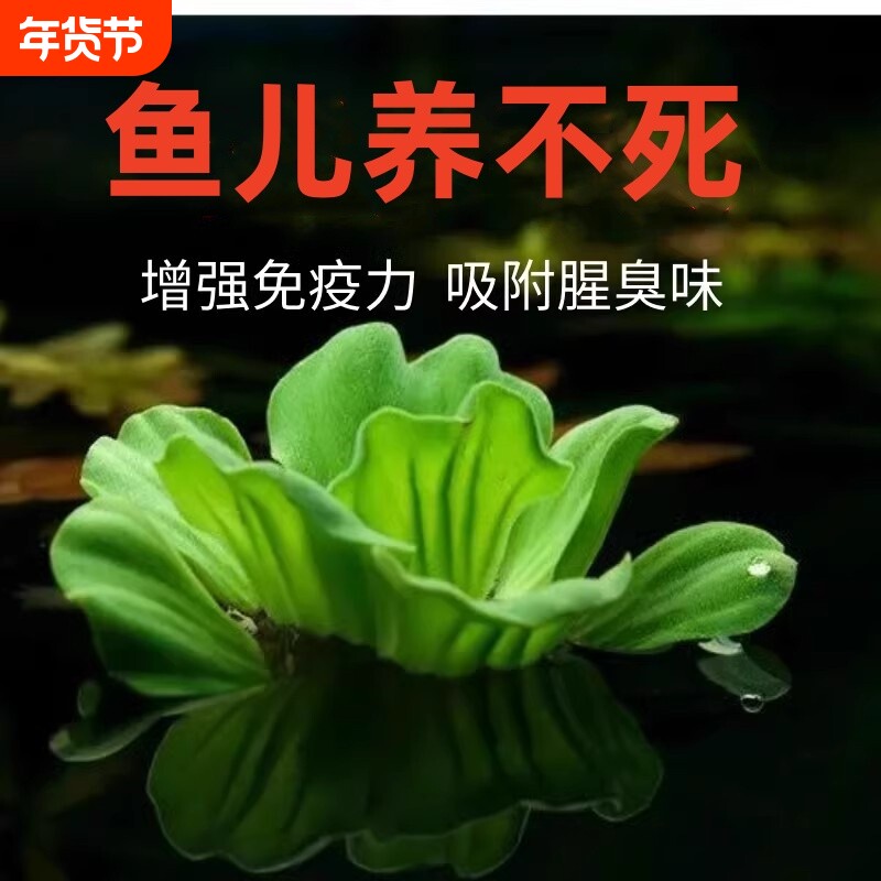 鱼缸浮萍水草水培造景装饰增氧养鱼生态净化水质养龟植物水芙蓉
