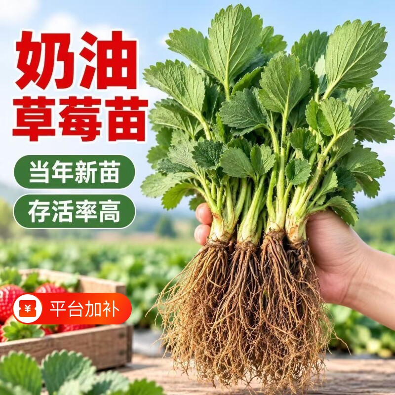 草莓苗四季盆栽脱毒一代大草莓果苗阳台南方种植裸根奶油玄玉结果