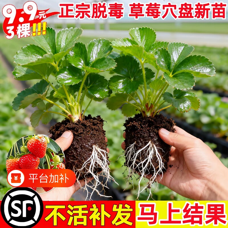 草莓苗秧盆栽奶油四季脱毒玄玉草莓新苗特大号批发果树苗发货裸根