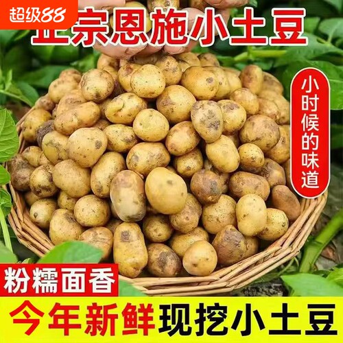 恩施小土豆现挖新鲜黄心
