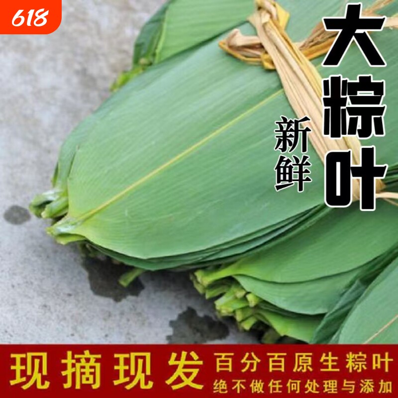 特大新鲜粽叶100片天然野生箬叶包粽子叶子非干粽叶新叶竹叶包邮
