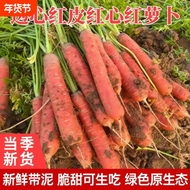 陕西沙地红萝卜新鲜水果萝卜蔬菜红心萝卜现挖现发当季