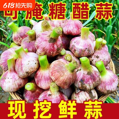 山东新鲜紫皮大蒜现挖湿蒜泡蒜腌制蒜糖醋蒜江苏红皮鲜蒜