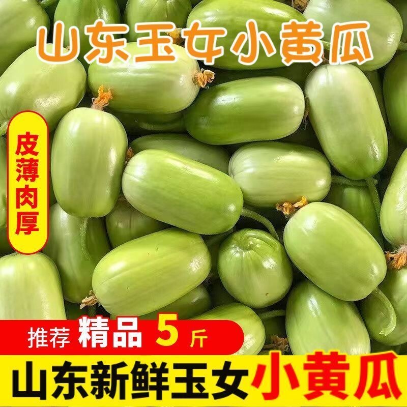 玉女黄瓜水果黄瓜新鲜生吃白玉农家拇指青瓜蔬果水果整箱原产