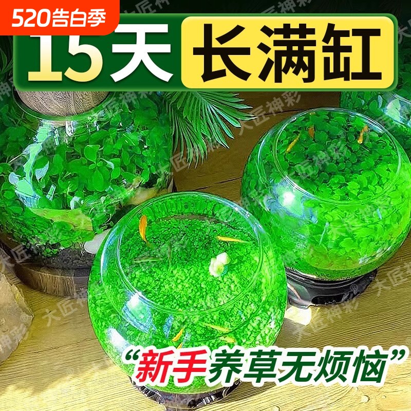 鱼缸水草种子生态种籽水培真草装饰造景养鱼沉木水质植物牛毛室内