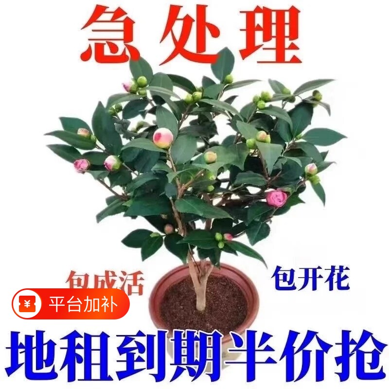 山茶花树苗盆栽带花苞香妃五色赤丹室内阳台庭院花卉植物开花发货
