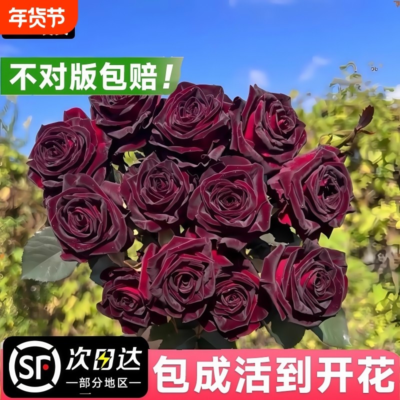 玫瑰花苗带花苞大花流黑巴克紫果汁阳台月季大苗盆栽花卉植物鲜花