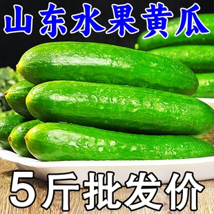水果黄瓜生吃即食蔬菜脆新鲜青瓜荷兰当季无刺小黄瓜包邮农家自种