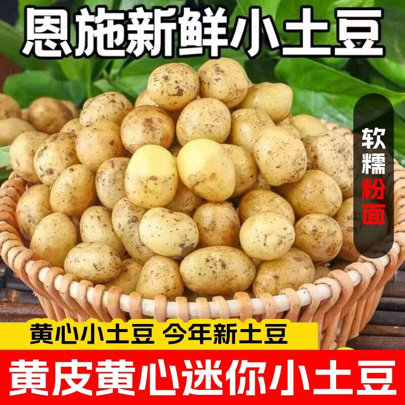 湖北恩施小土豆新鲜富硒5斤现挖黄心蔬菜迷你土豆当季马铃薯自种