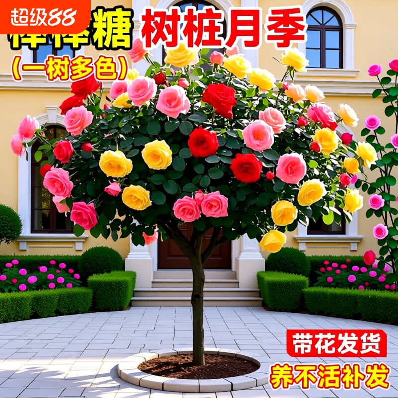 月季花苗特大|超1000次加购图片